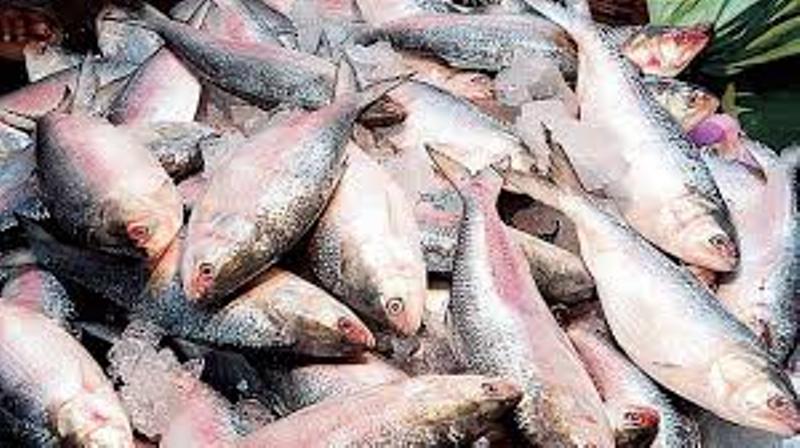 FIsh