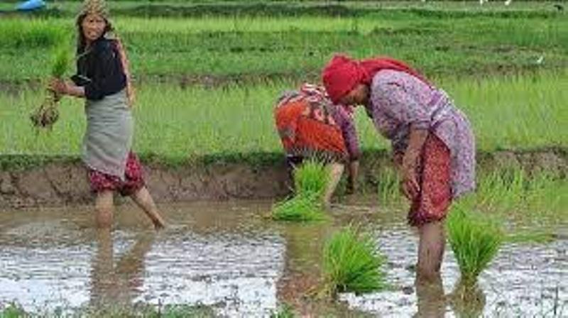Farmer