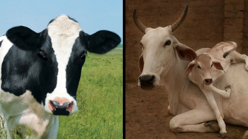 Cow