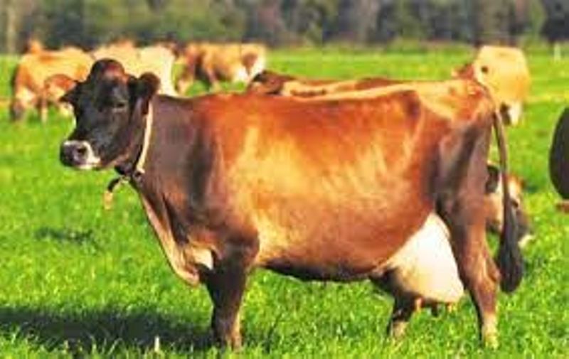 cow
