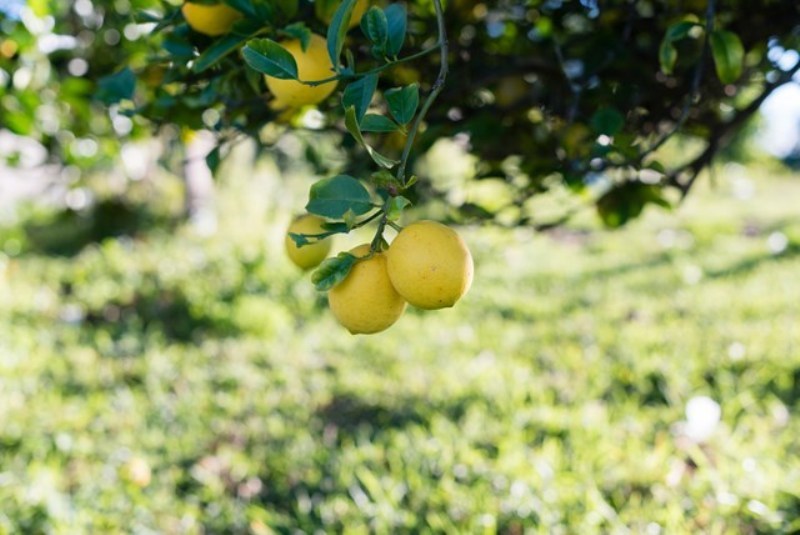 lemon