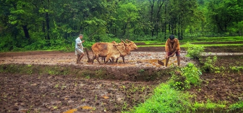 kisan