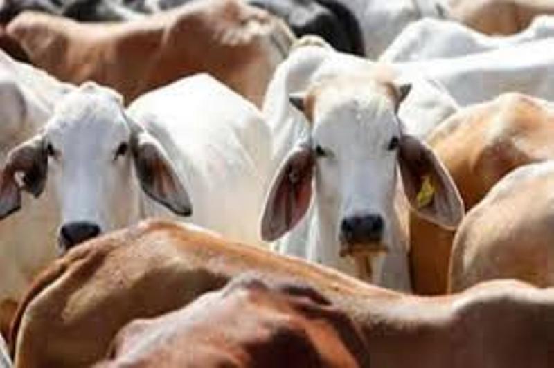 cow