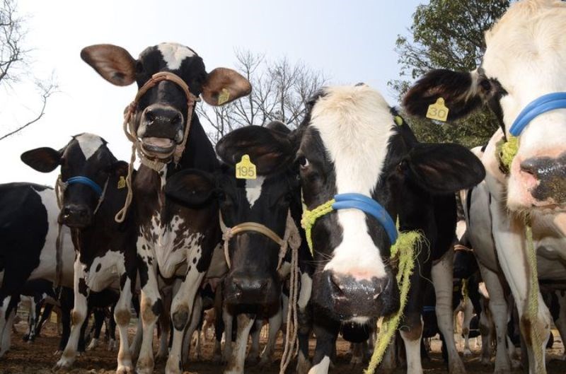 cow
