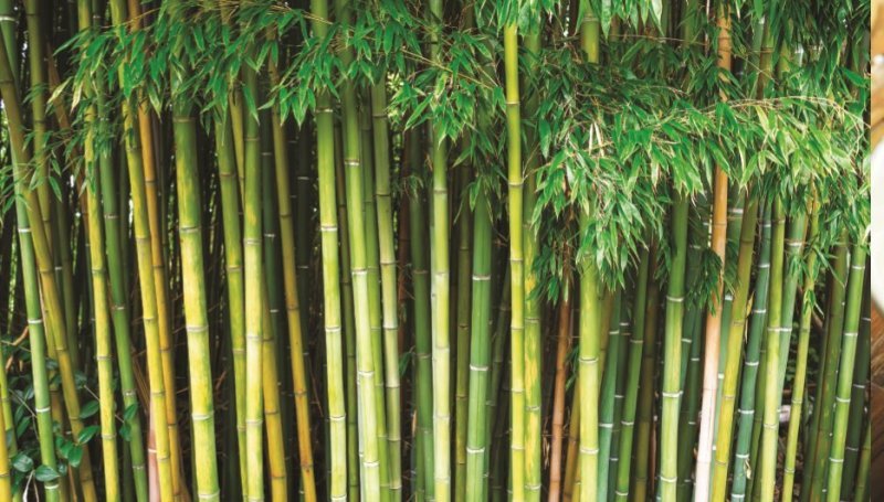 Bamboo