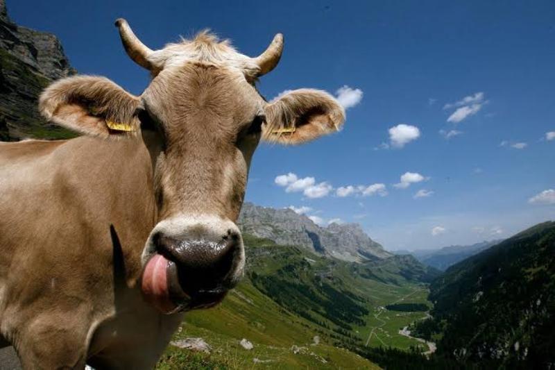 cow