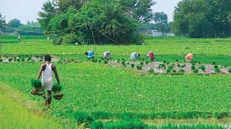 Farmer