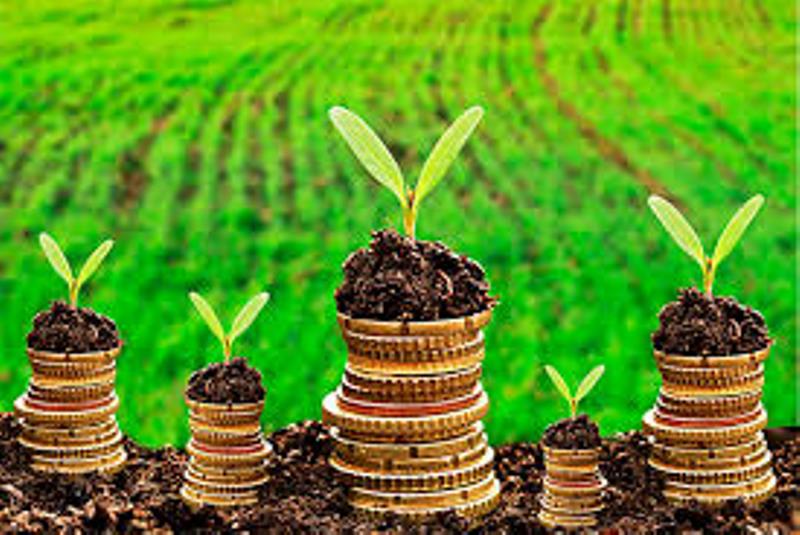 Agriculture Business Ideas: कम पूंजी में शुरू करें ये 4 कृषि आधारित