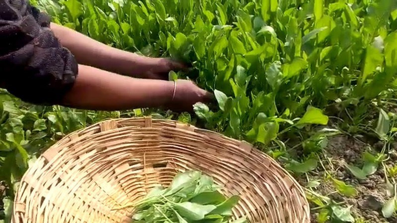 spinach