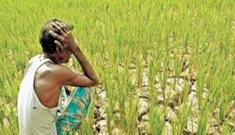 Kisan