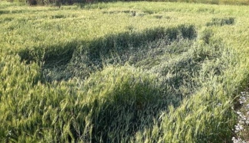 crop nuksan