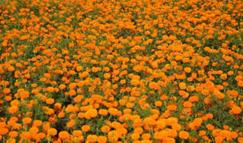marigold