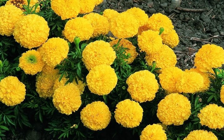 Geanda