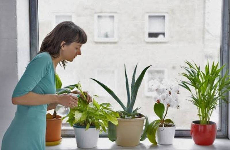 Natural pesticide