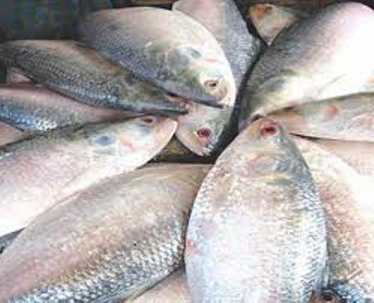 fish