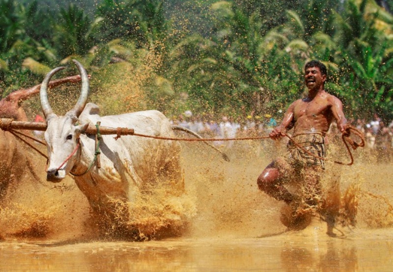 Farmer
