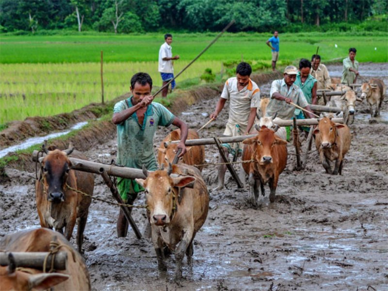 kisan