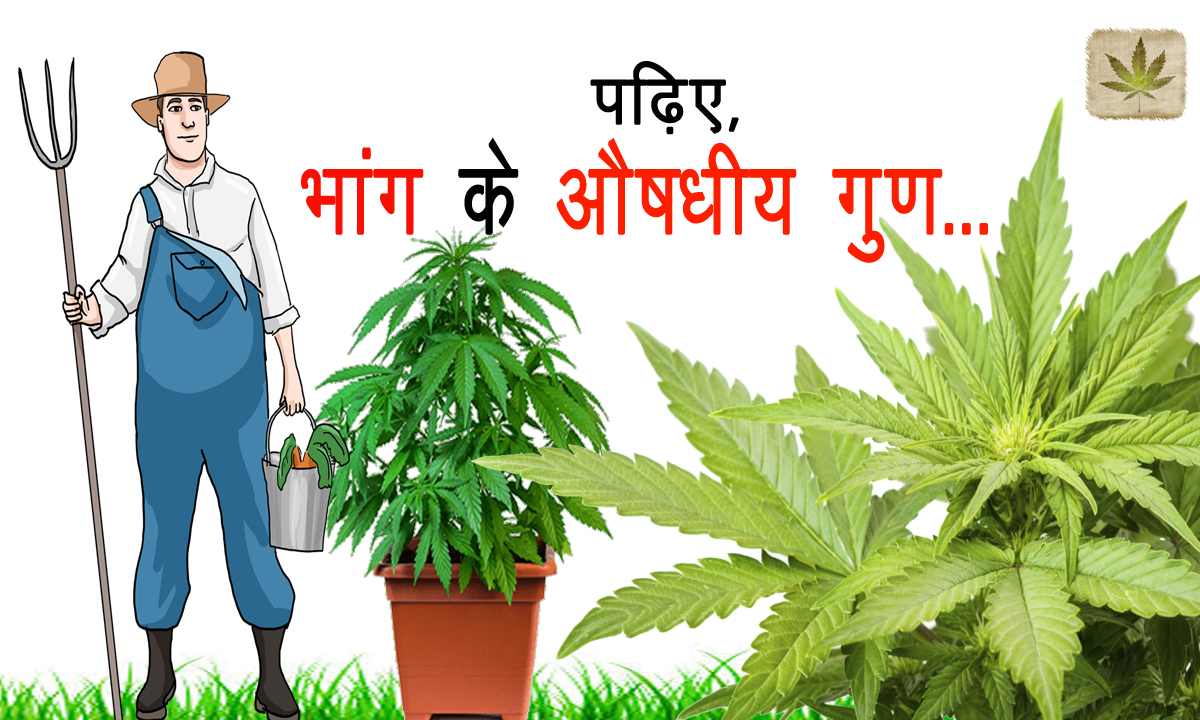 Bhang benefits
