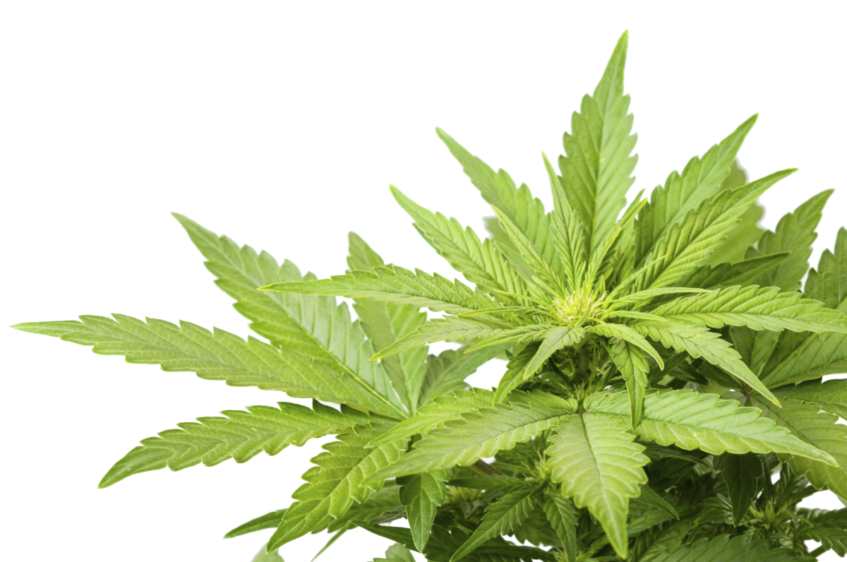 Cannabis wee benefits