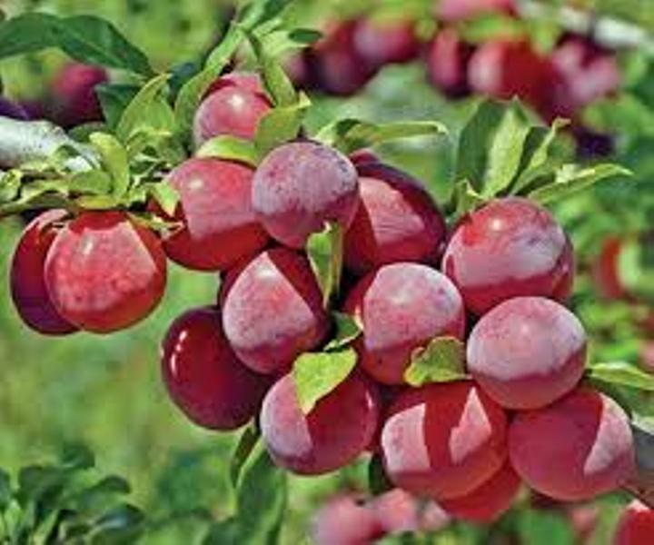Plum