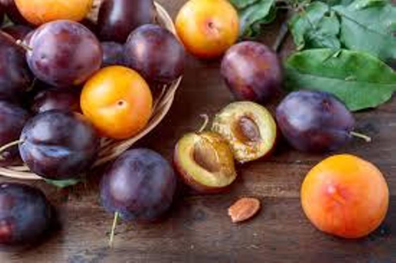 plum
