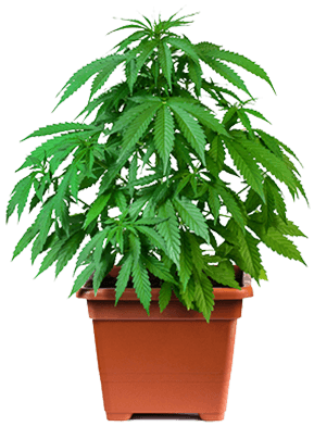 Cannabis fertilizers