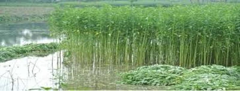 Jute