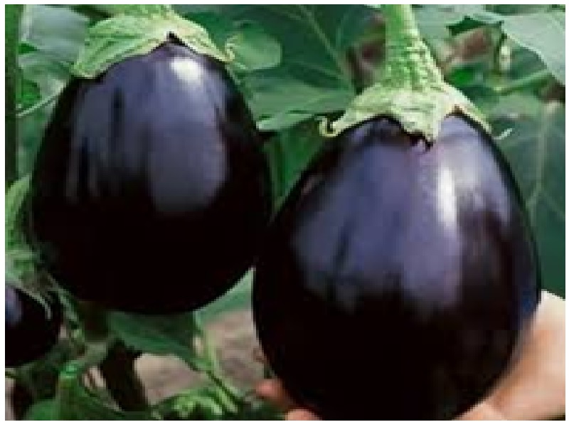 Brinjal Black