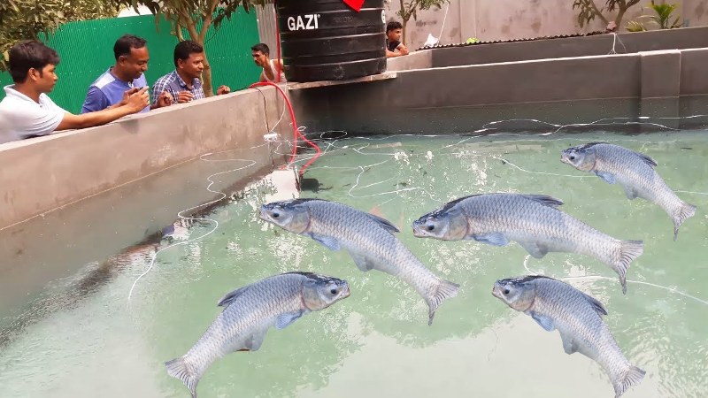 fish
