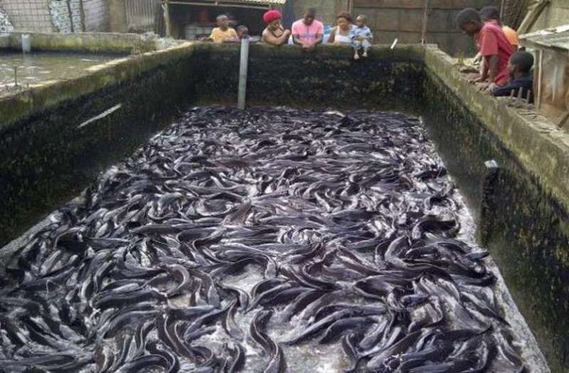 fish