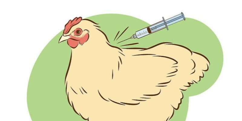 मुर्गियों में होने वाली बीमारियां और उनके टीकाकरण की संपूर्ण जानकारी -  Knowledge of diseases and vaccinations in Poultry Farming