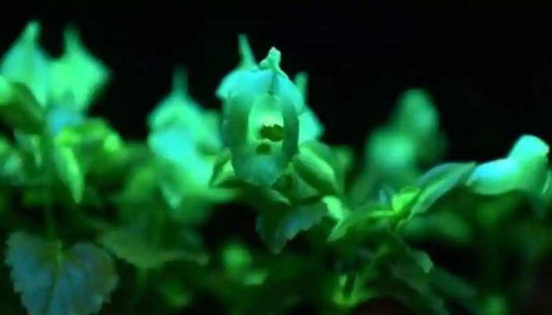 Plant