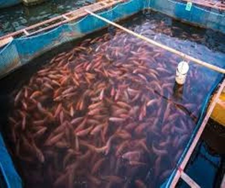 fish