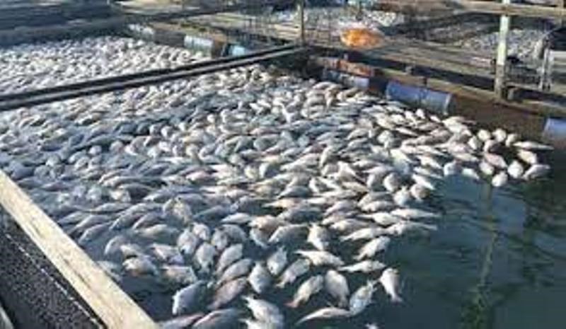 fish