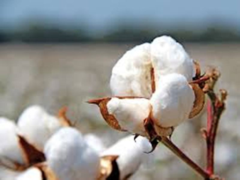 cotton