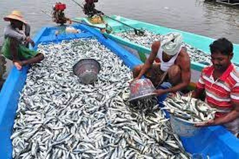 fish