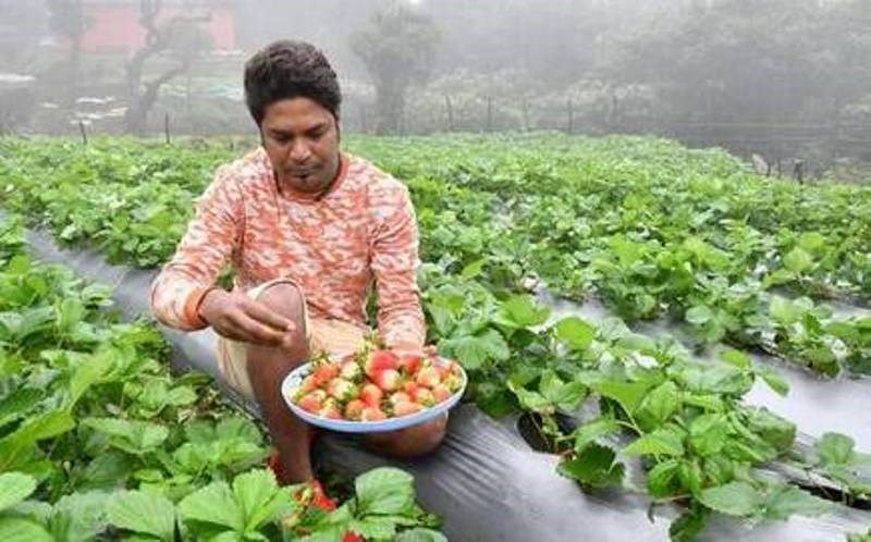 kisan