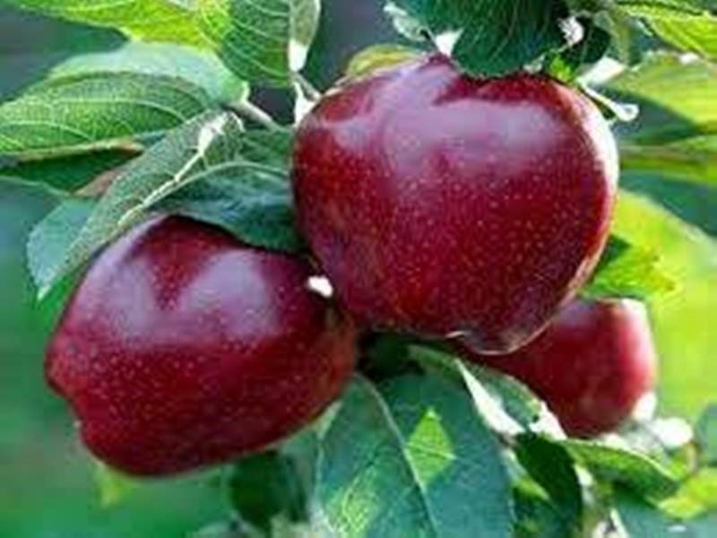 apple