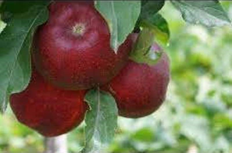 apple