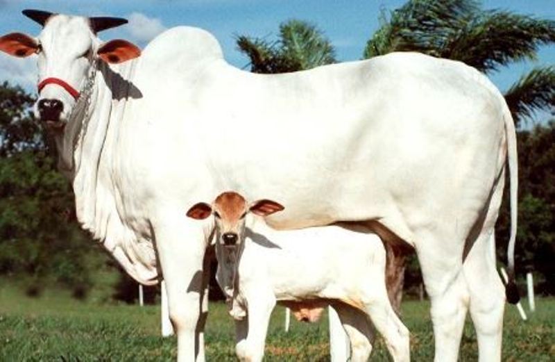 cow