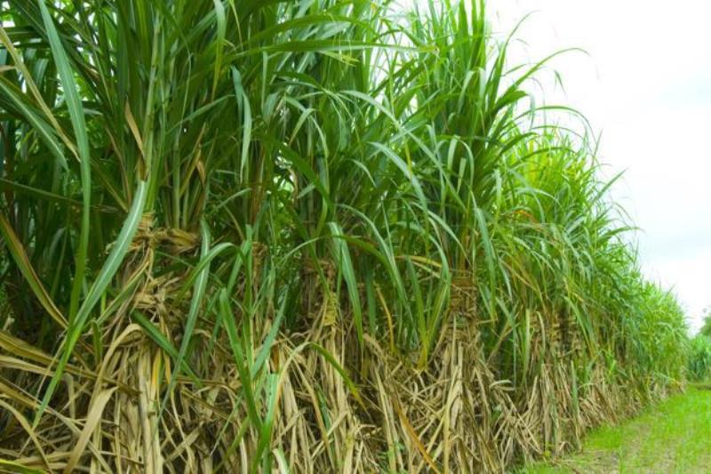 sUGARCANE