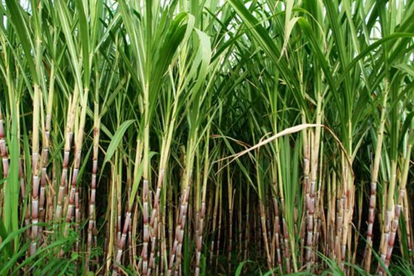 Sugarcane Crop