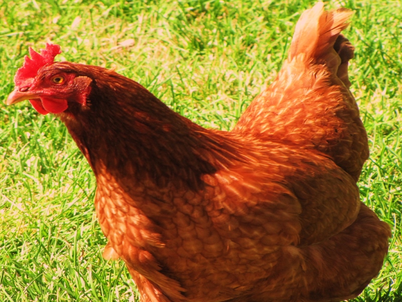 Poultry Farming