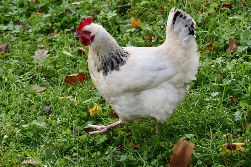 Poultry FARM