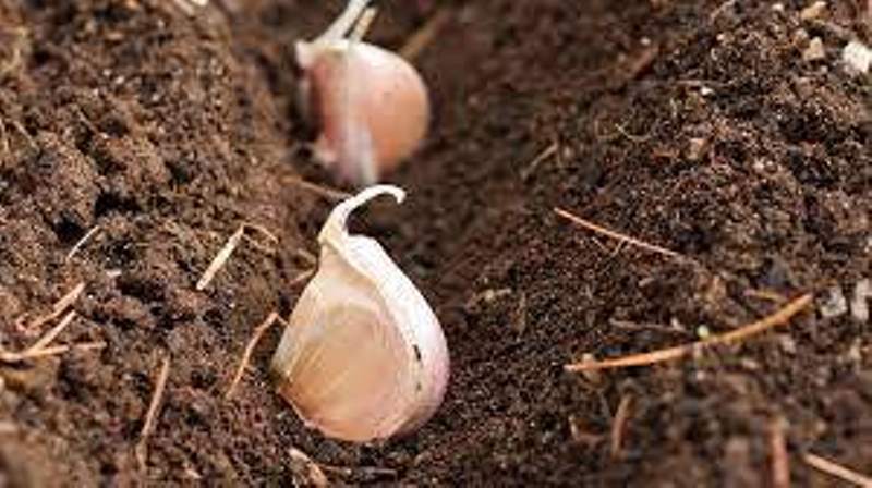 garlic