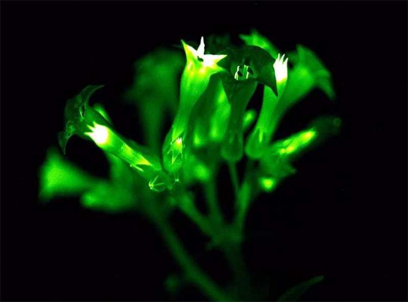 plant