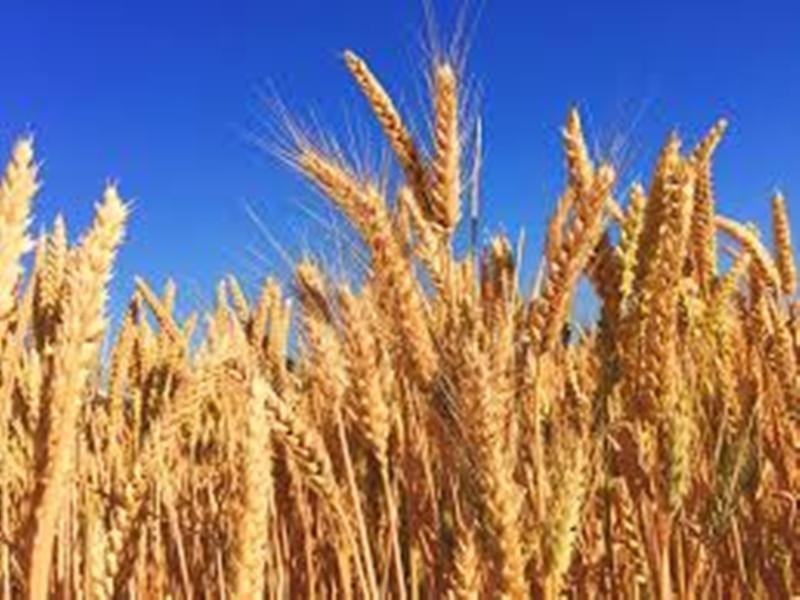 wheat