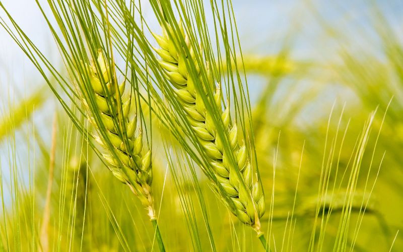 latest wheat