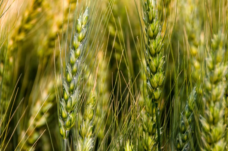 wheat
