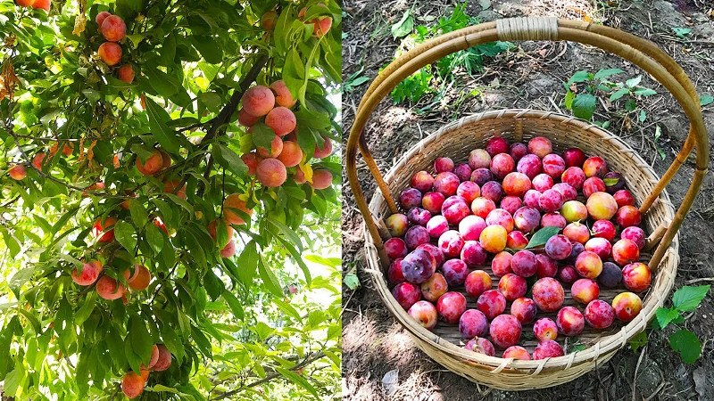 plum